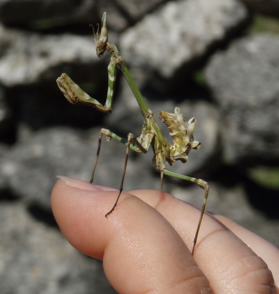 Empusa sp. Localit Cres (Croazia)