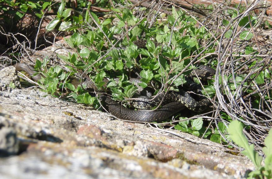 Alcune foto di biacchi in natura