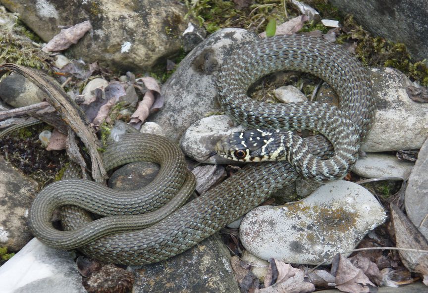 Alcune foto di biacchi in natura