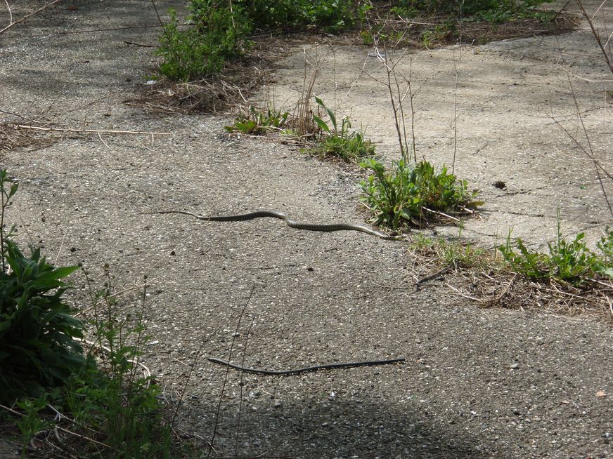 Alcune foto di biacchi in natura