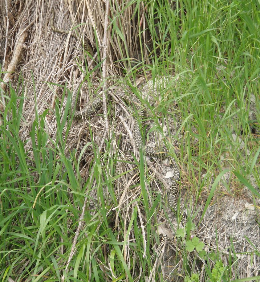 Alcune foto di biacchi in natura