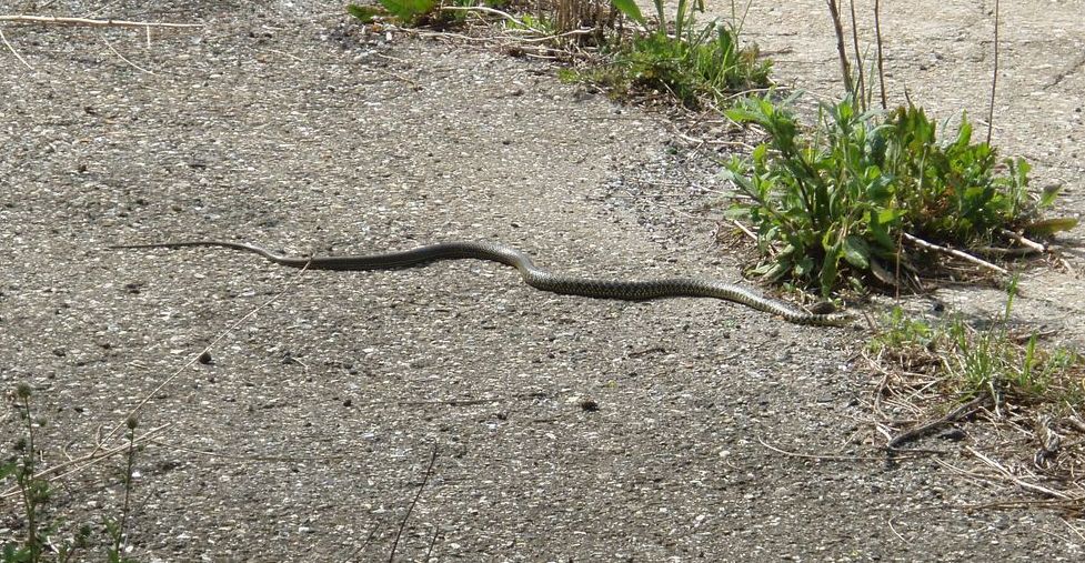 Alcune foto di biacchi in natura