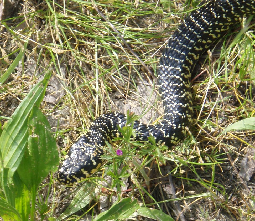 Alcune foto di biacchi in natura