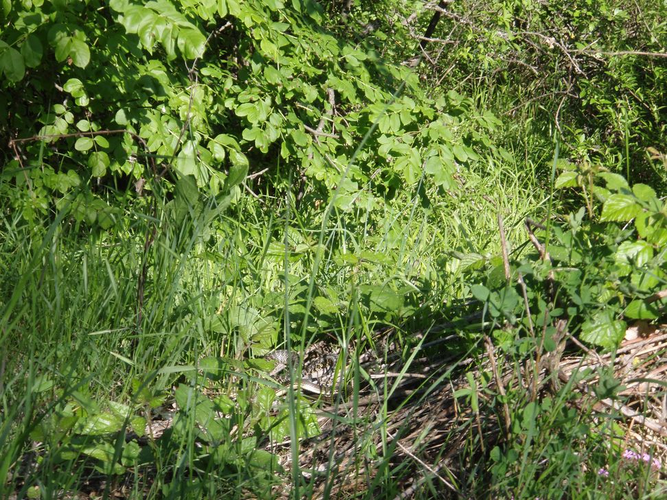 Alcune foto di biacchi in natura