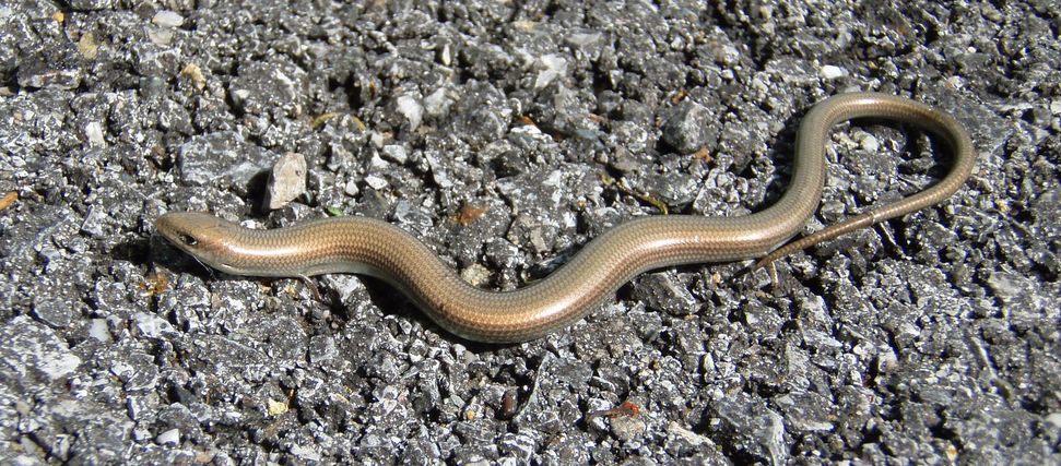 Un Chalcides