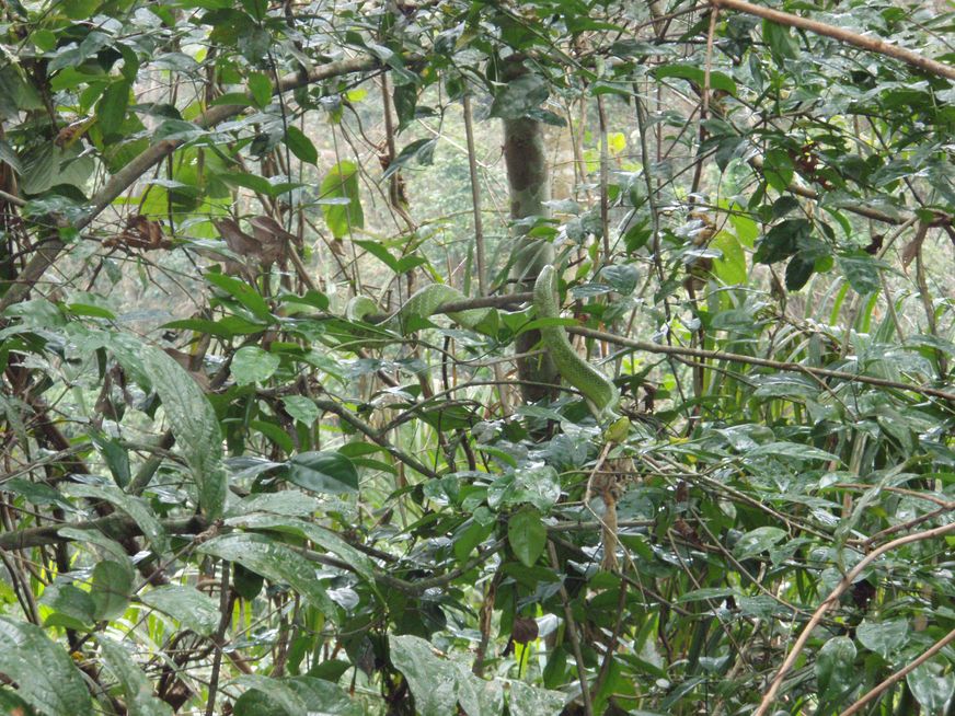 Saettone della Val Pesarina  ( Zamenis longissimus)