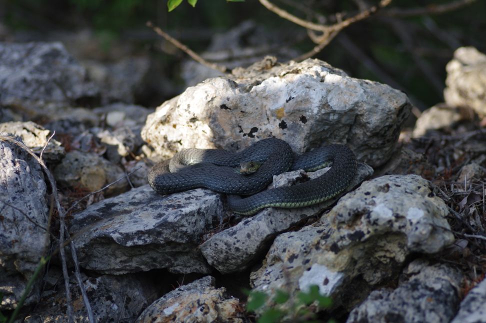 Identificazione di un serpente (Malpolon monspessulanus)