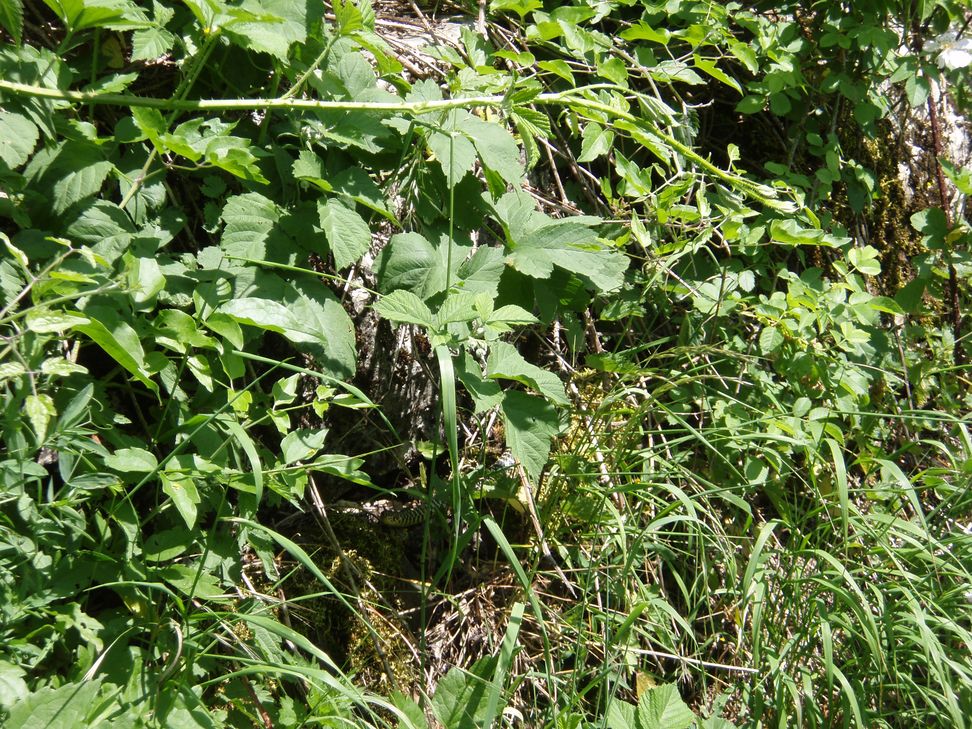 Alcune foto di biacchi in natura