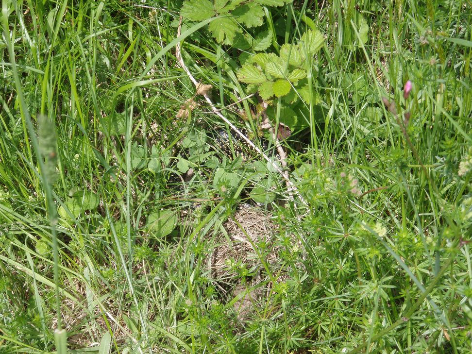 Alcune foto di biacchi in natura