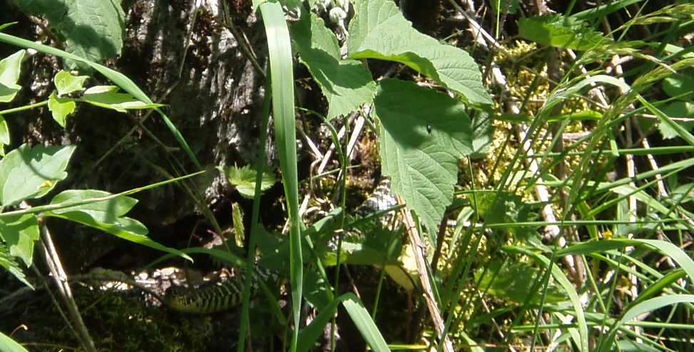 Alcune foto di biacchi in natura