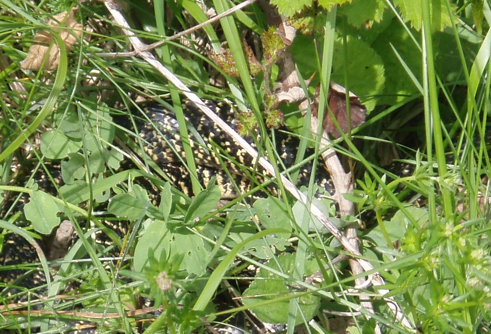 Alcune foto di biacchi in natura