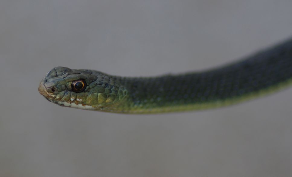 Identificazione di un serpente (Malpolon monspessulanus)