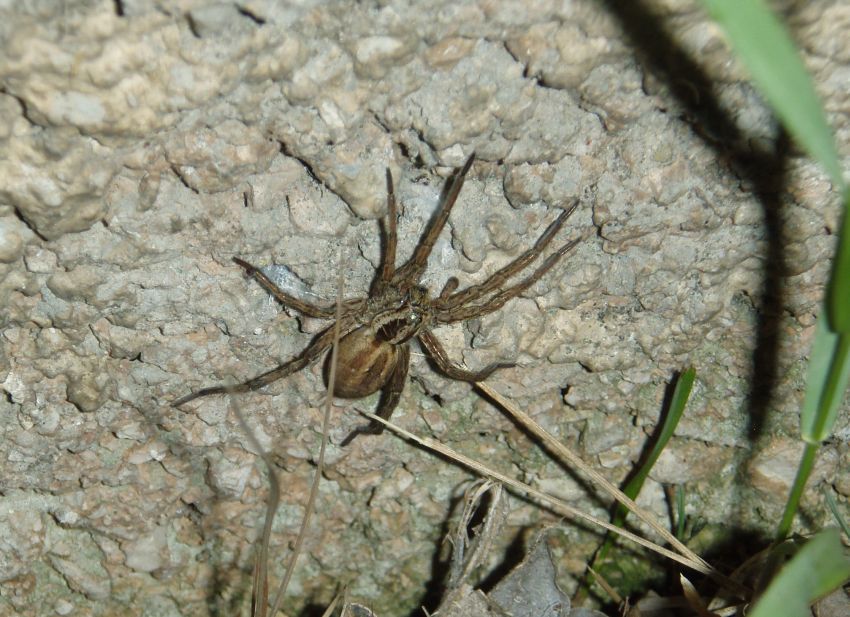 Ragno croato: Hogna radiata