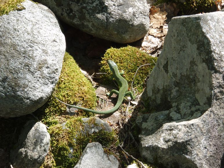 Ramarro in Val Maggia!