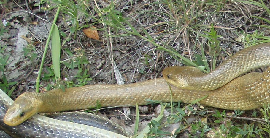 Saettone della Val Pesarina  ( Zamenis longissimus)