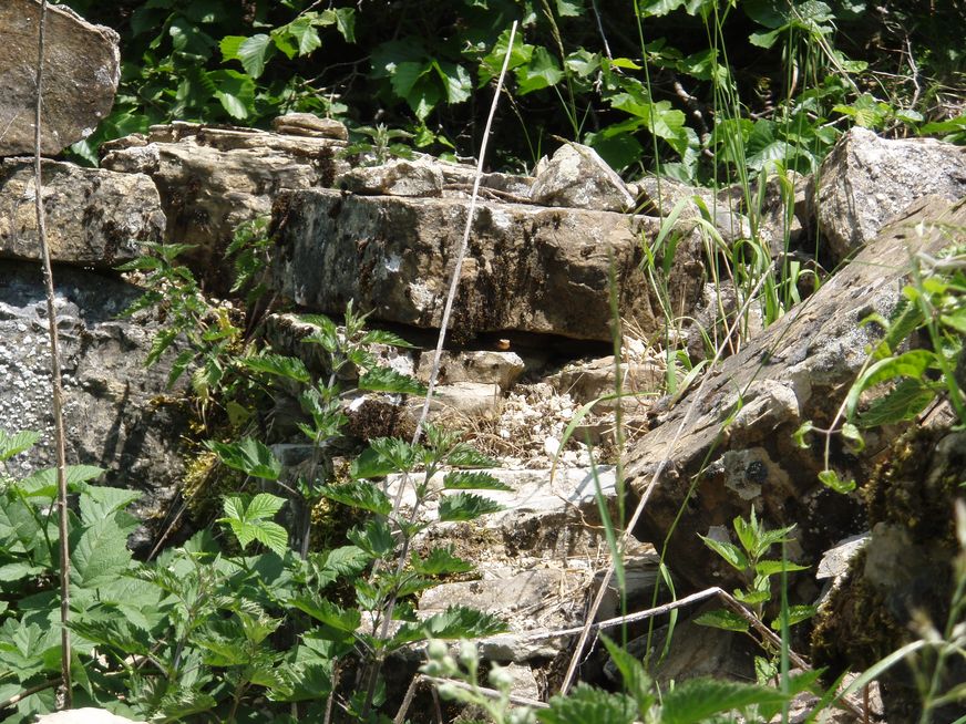 Alcune foto di vipere in natura