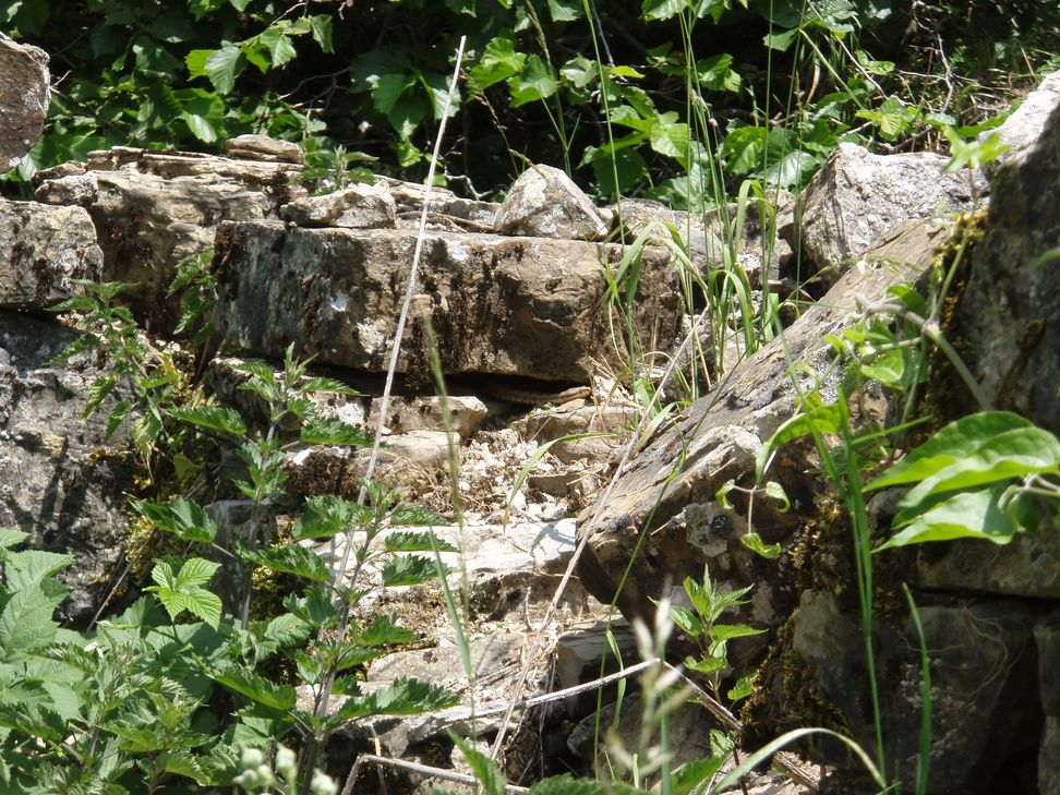 Alcune foto di vipere in natura