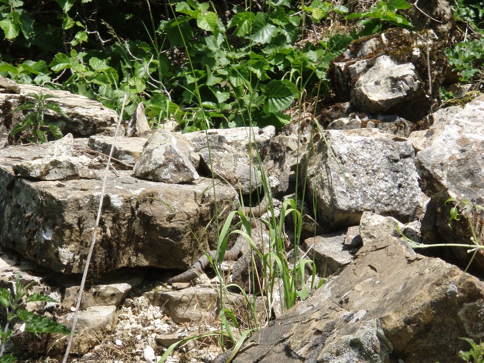 Alcune foto di vipere in natura