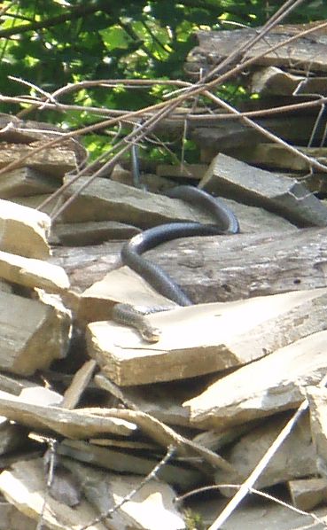 Paese abbandonato in provincia di Pavia con serpente