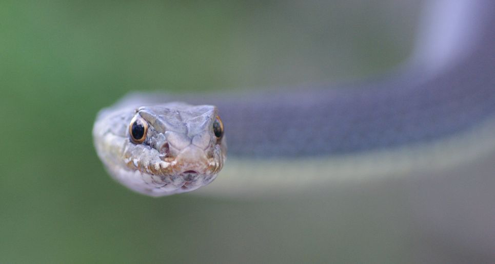 Identificazione di un serpente (Malpolon monspessulanus)