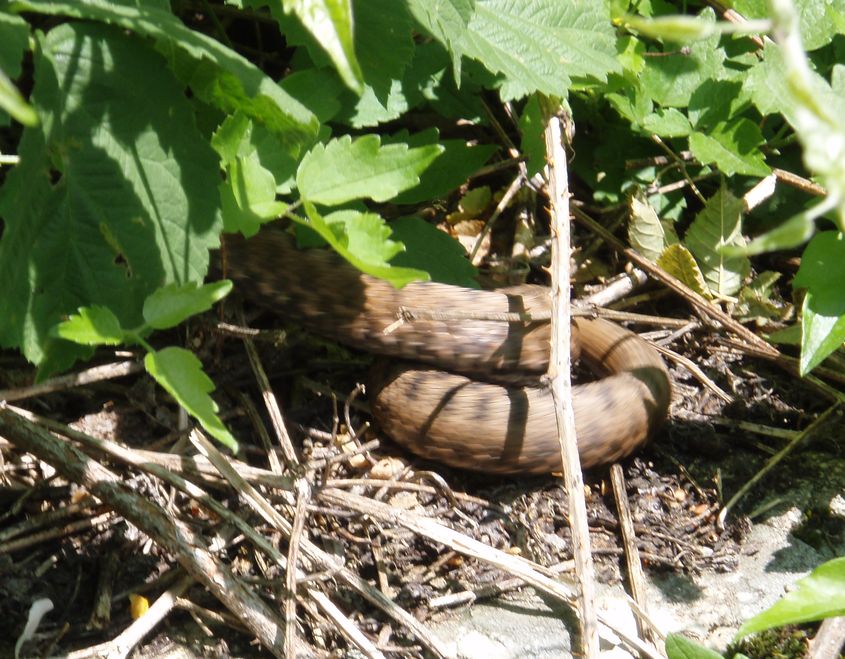 Alcune foto di vipere in natura