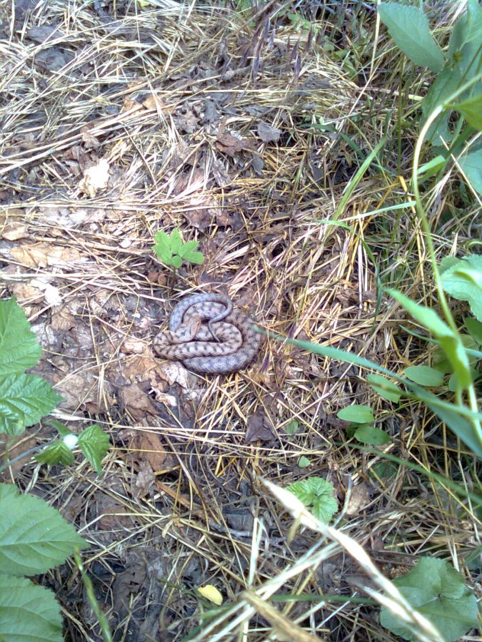 Paese abbandonato in provincia di Pavia con serpente