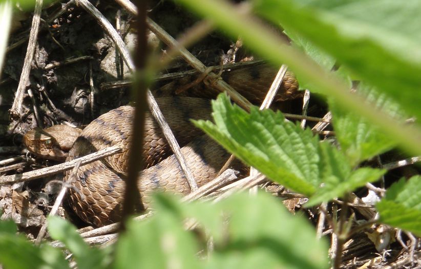 Alcune foto di vipere in natura