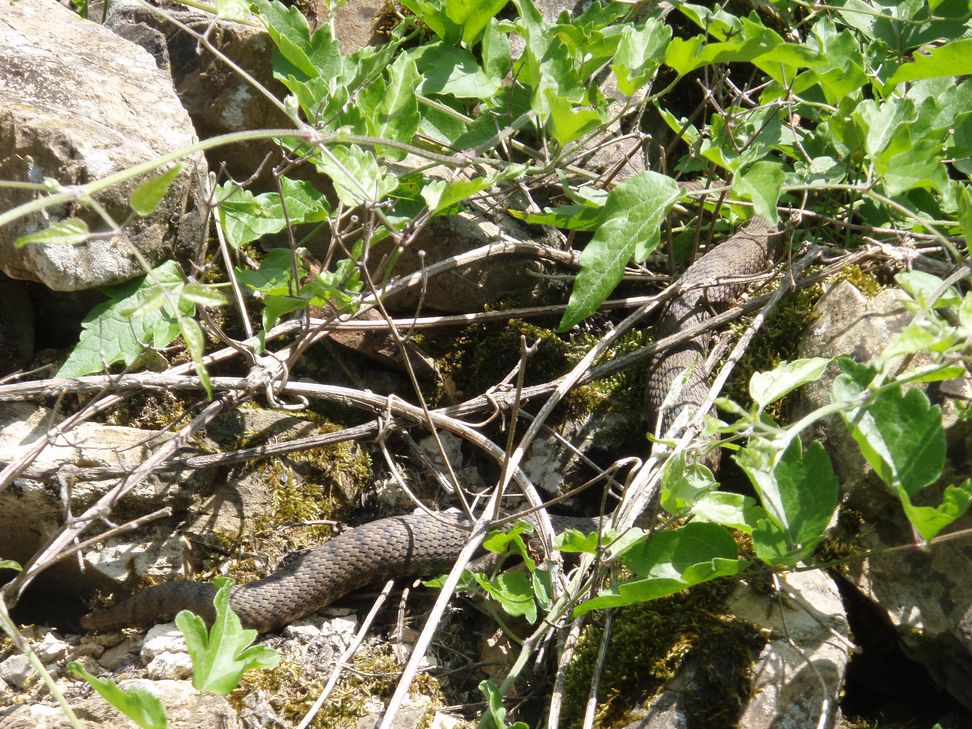 Alcune foto di vipere in natura