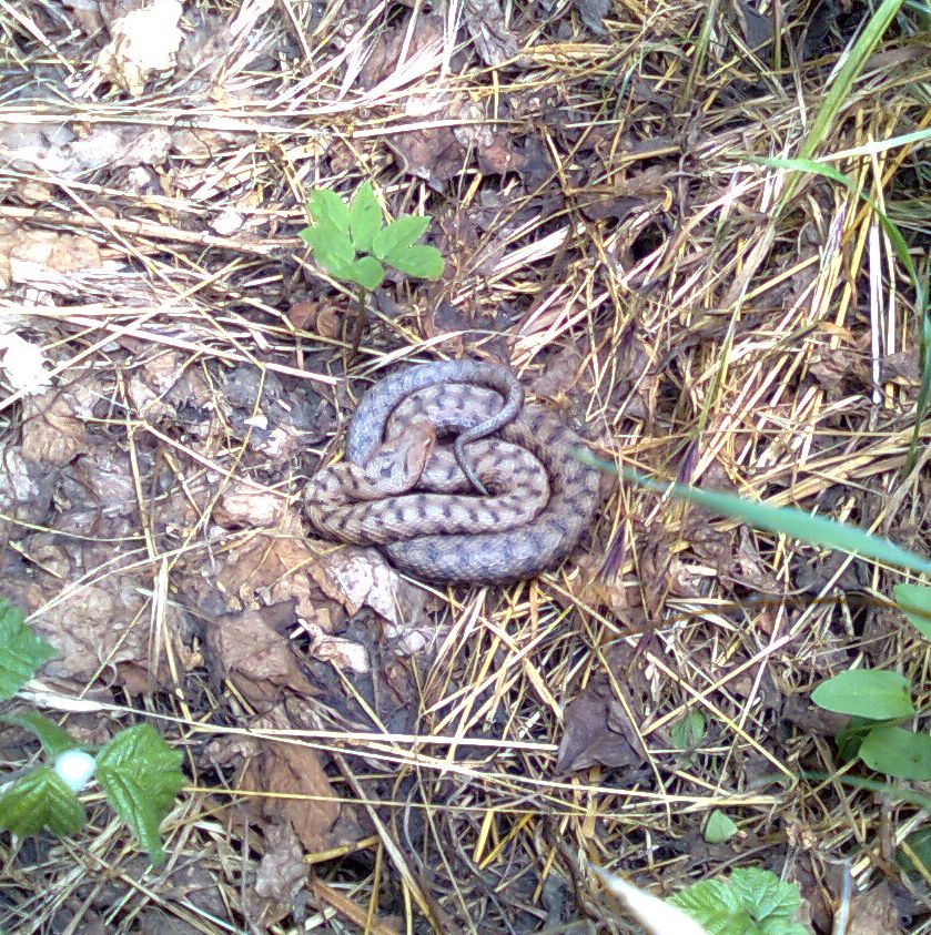 Alcune foto di vipere in natura