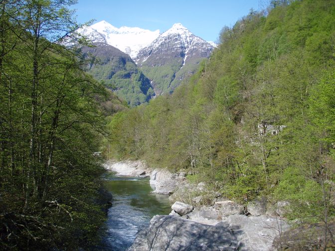 Ramarro in Val Maggia!