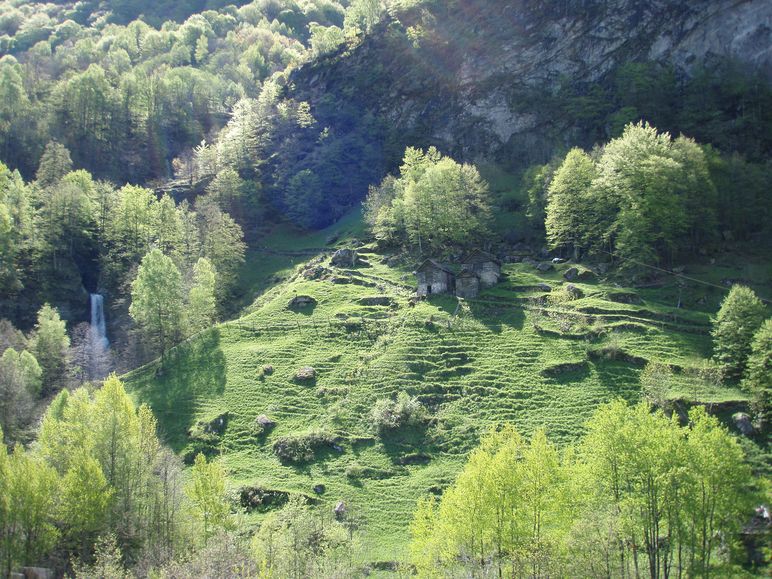 Ramarro in Val Maggia!