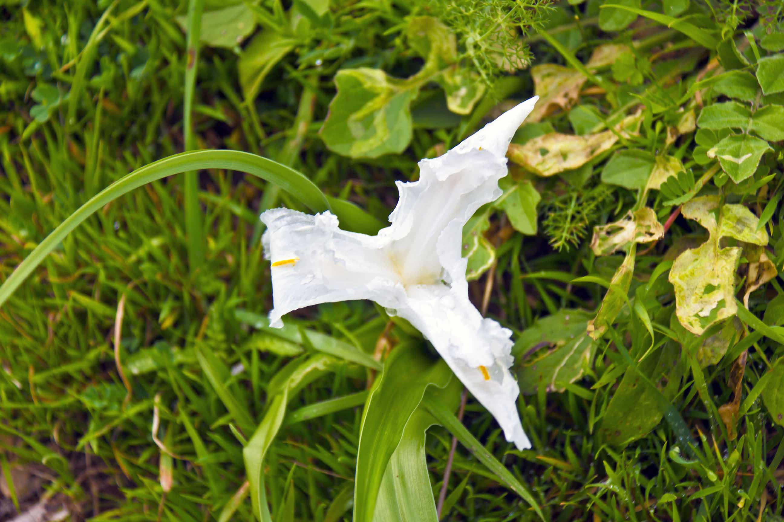 Iris planifolia