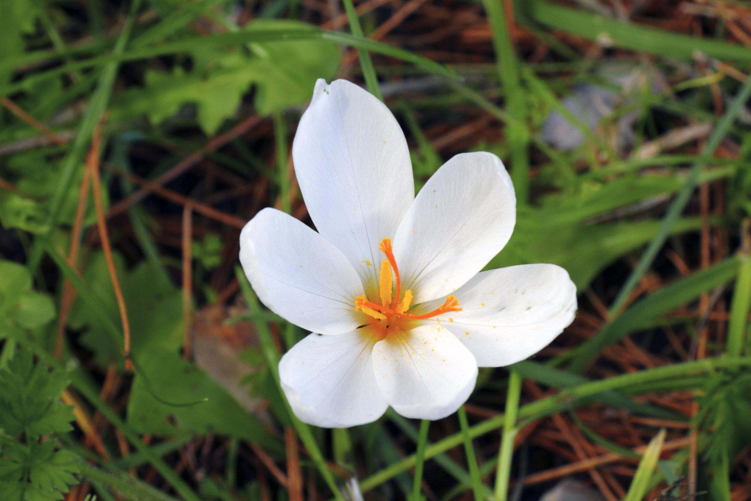 Crocus longiflorus