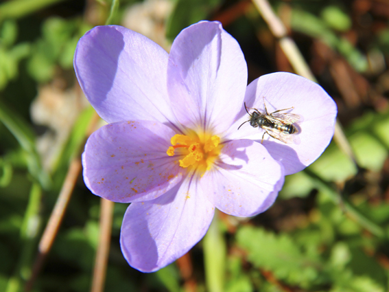 Crocus longiflorus