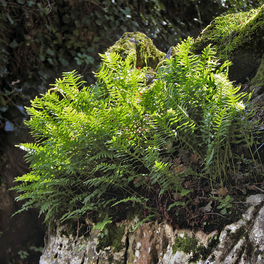 Polypodium cfr. cambricum