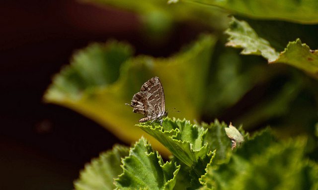 Hipparchia fagi ? - No, Cacyreus marshalli