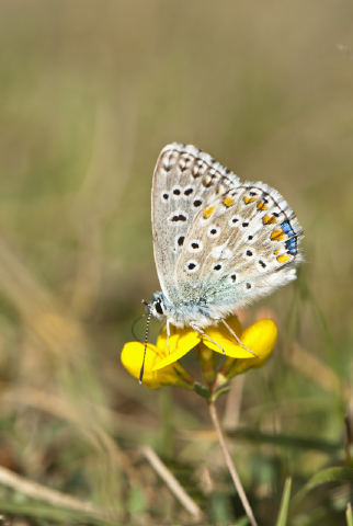 Polyommatus icarus