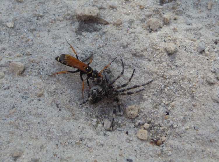 Batozonellus lacerticida greco con Araneidae predato