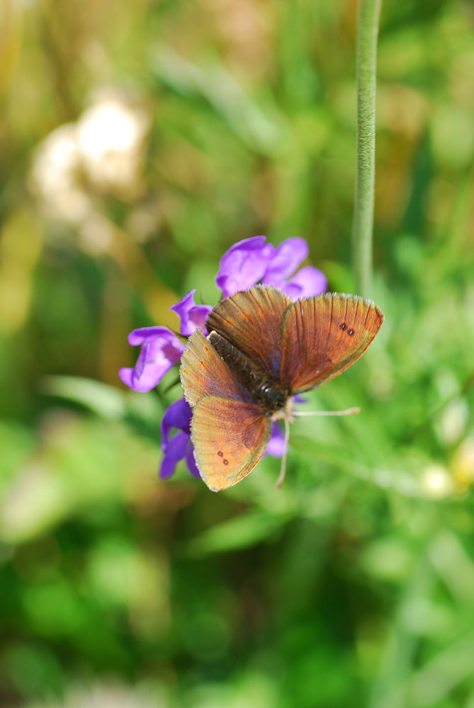 Erebia?