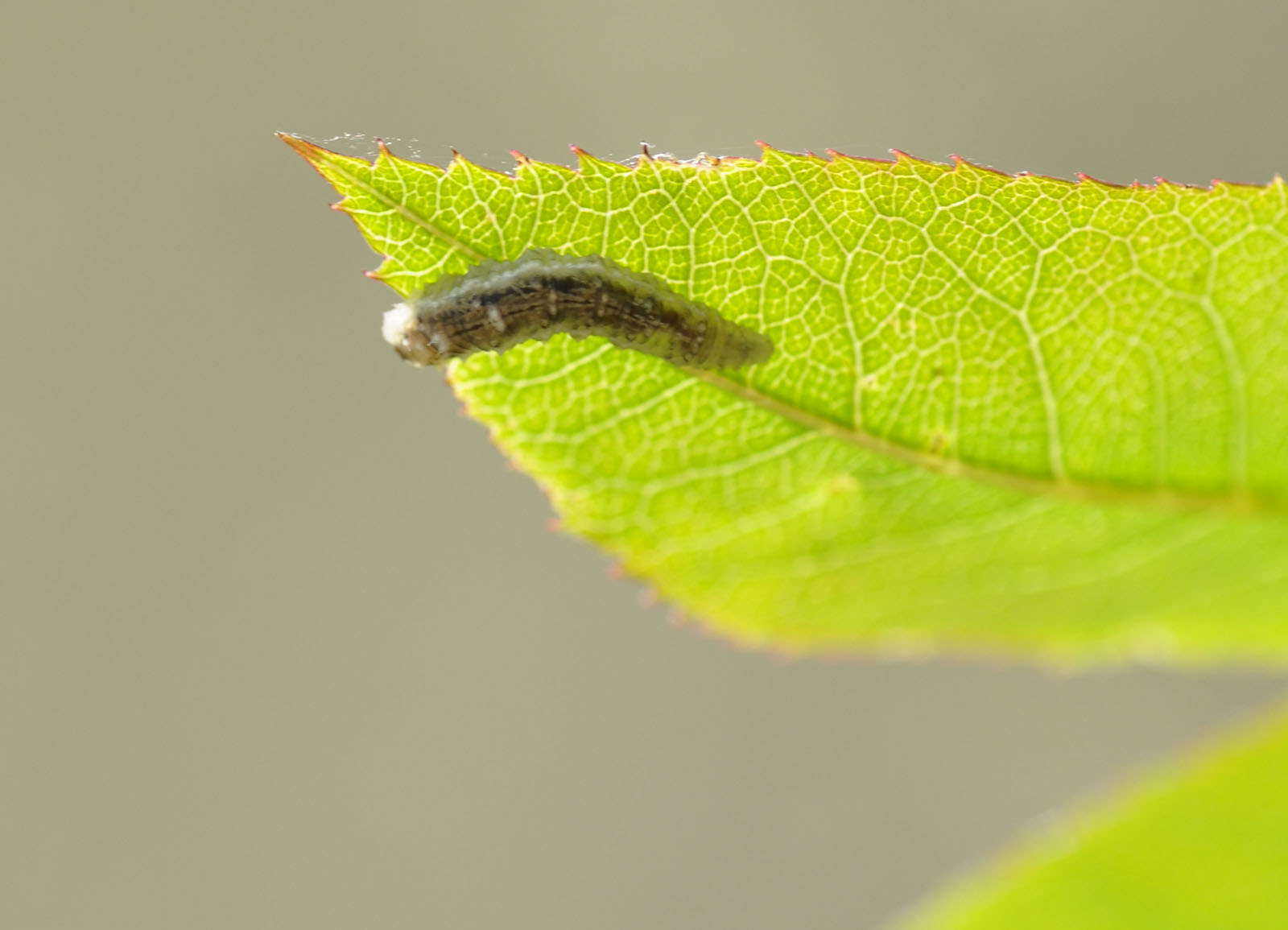 larva di?