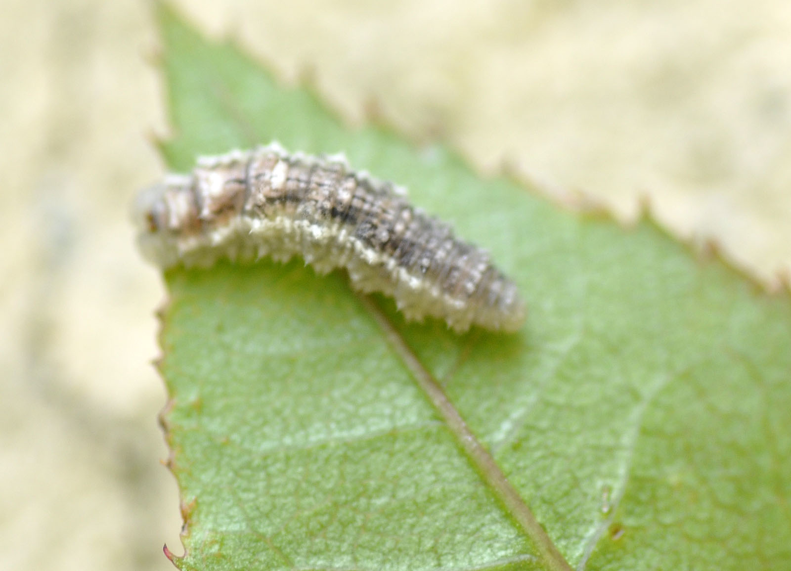 larva di?