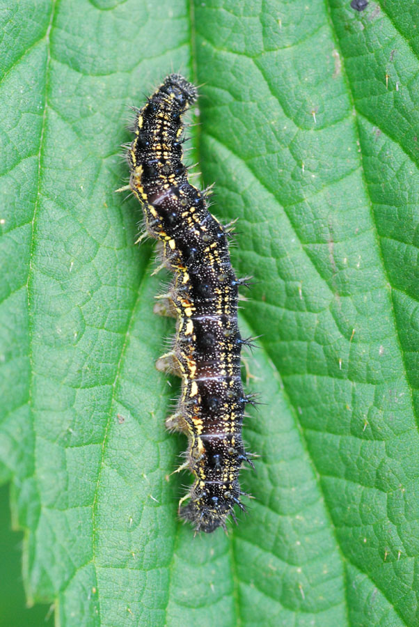 conferma Aglais urticae