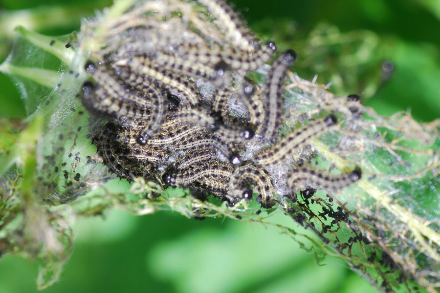 conferma Aglais urticae