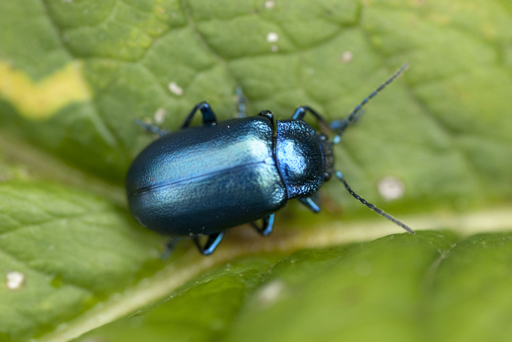 Chrysomelidae: Oreina sp.