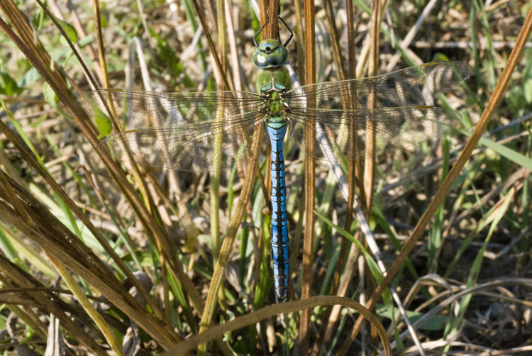 E'' anax imperator?