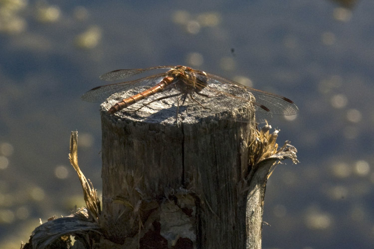 altra libellula da determinare - sympetrum?