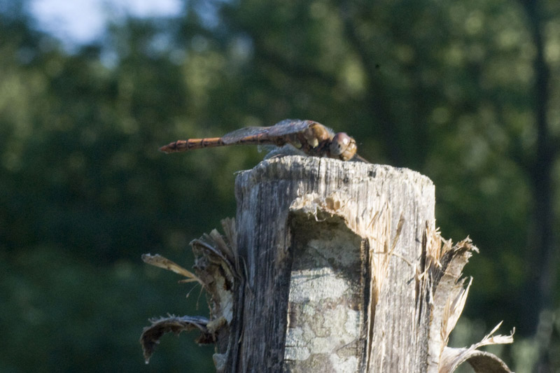 altra libellula da determinare - sympetrum?