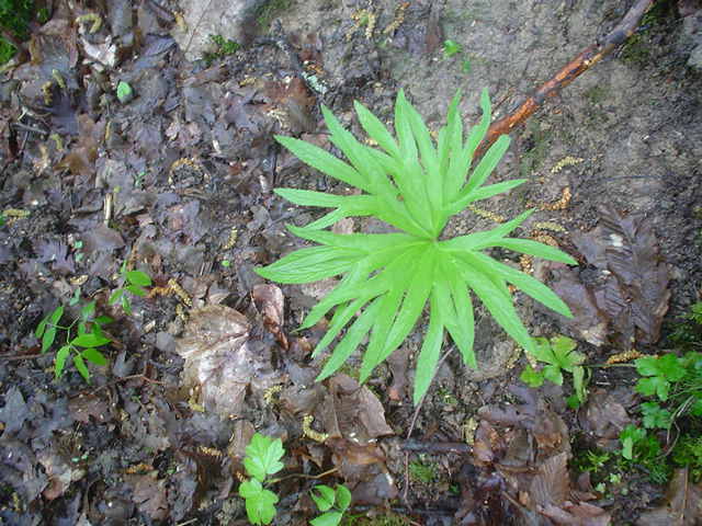 Helleborus bocconei