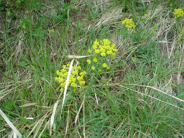 Euphorbia cyparissias ?