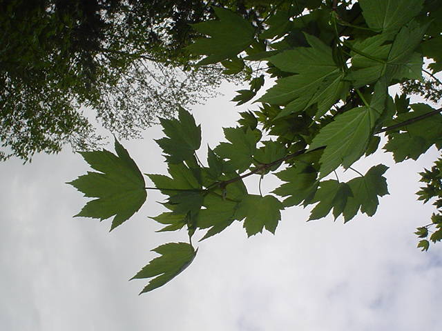 Acer pseudoplatanus ?